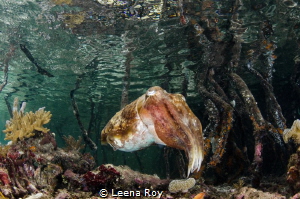 cuttlefish in mangroves by Leena Roy 